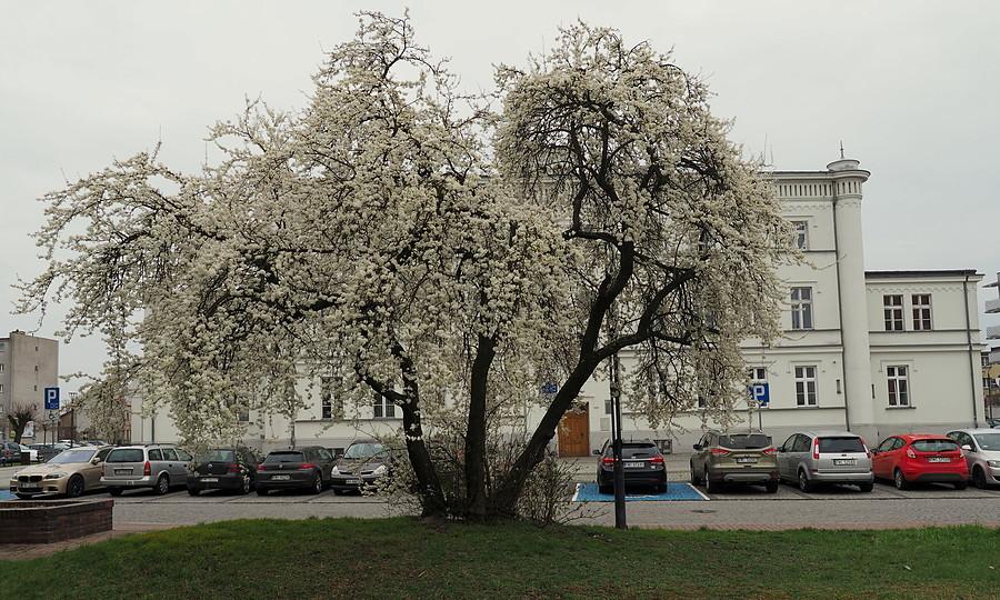 Wiosna przyszła.