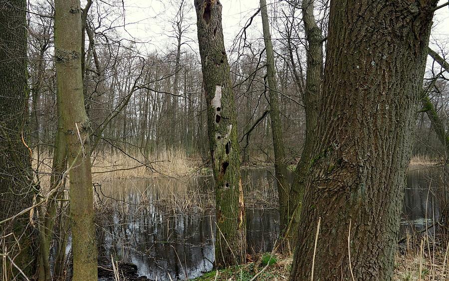 Gościnne drzewo