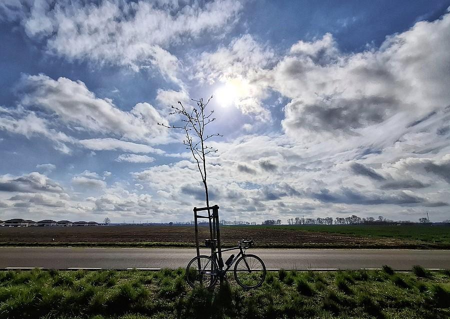 Rowerówka z mikrodrzewem