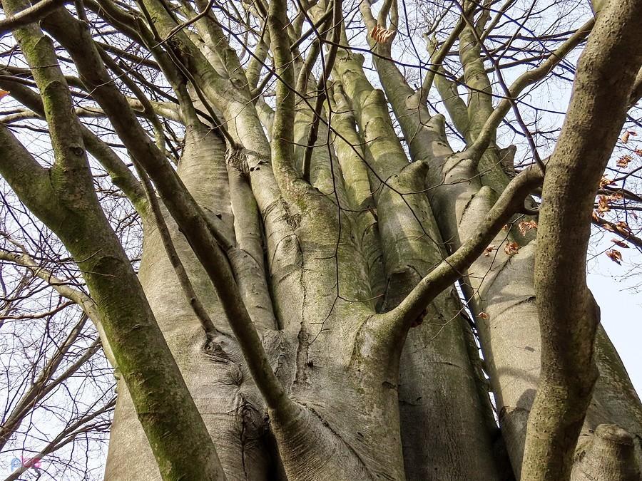 Buczynowa palisada