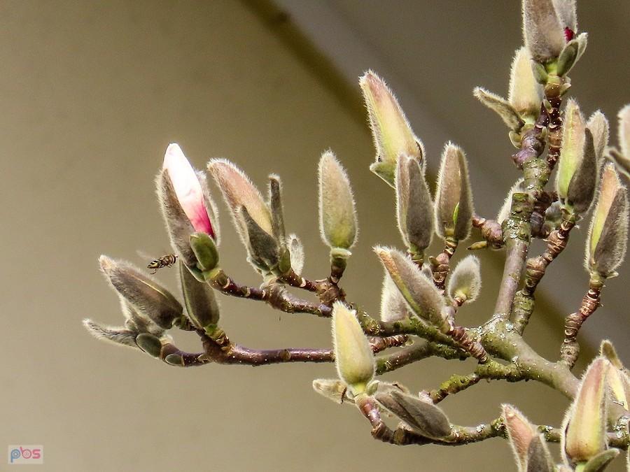 Na kwitnącą magnolię trzeba jeszcze trochę poczekać