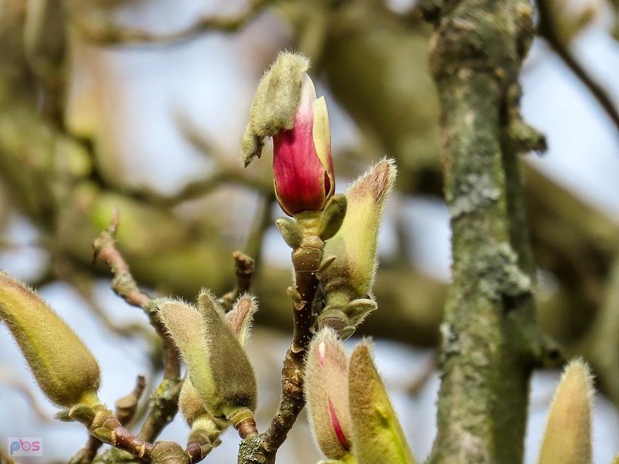 Kwiatuszek magnolii pozbył się futerka