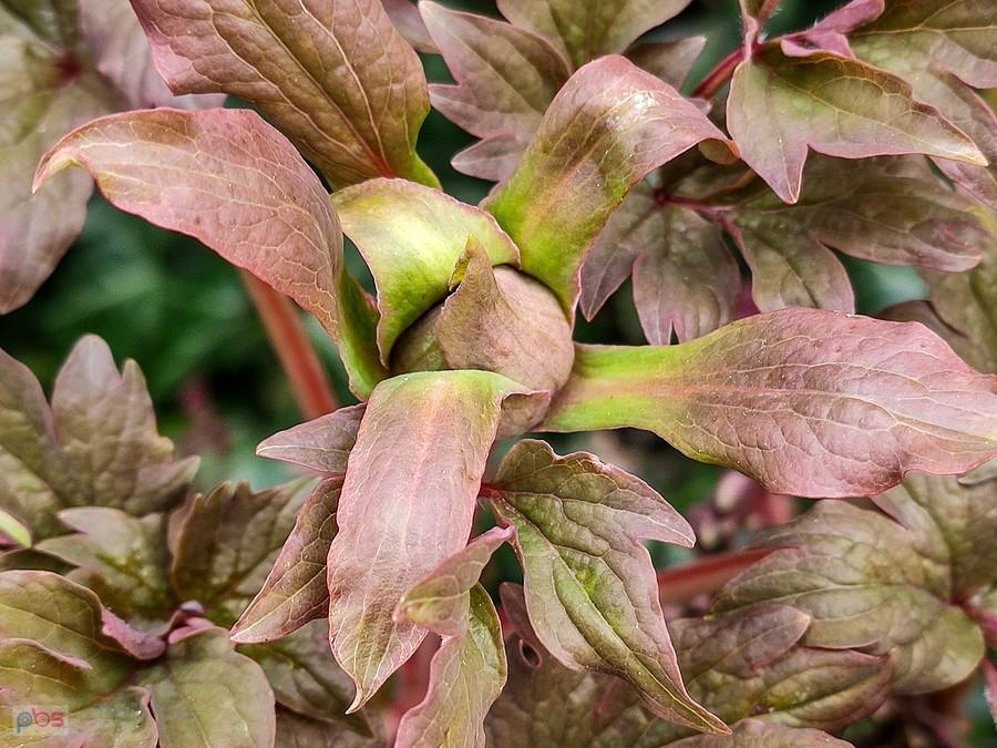 Peonia drzewiasta szykuje kwiatek