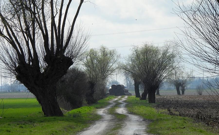 Wierzbowe zakręty
