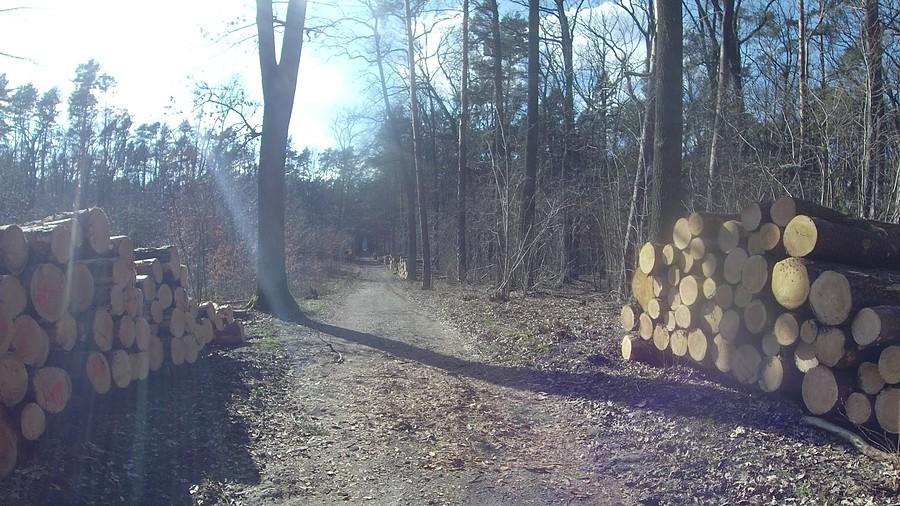 Drewno - najbardziej ekologiczny surowiec
