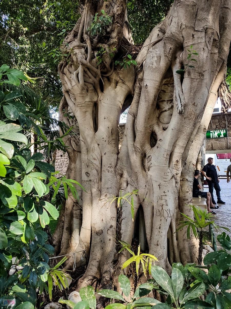 Ficus benjamina - jedno z najpospolitszych drzew w izraelskich miastach i parkach