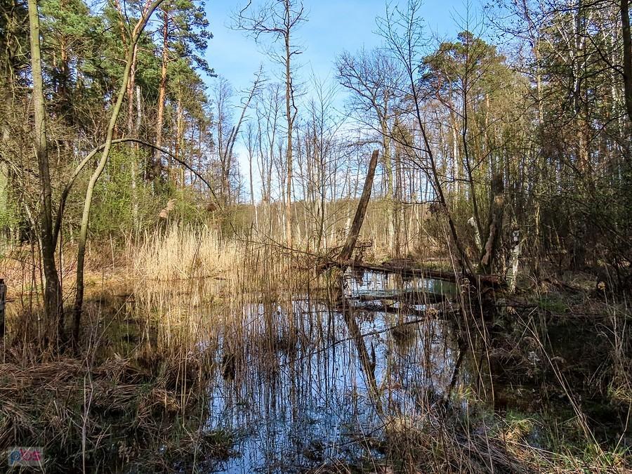 Zarośnięty południowy kraniec jeziora Torfy