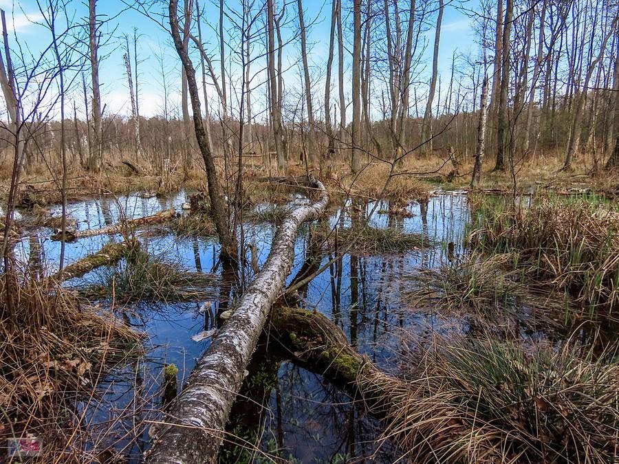 Podmokłe lasy rezerwatu przyrody Na Torfach