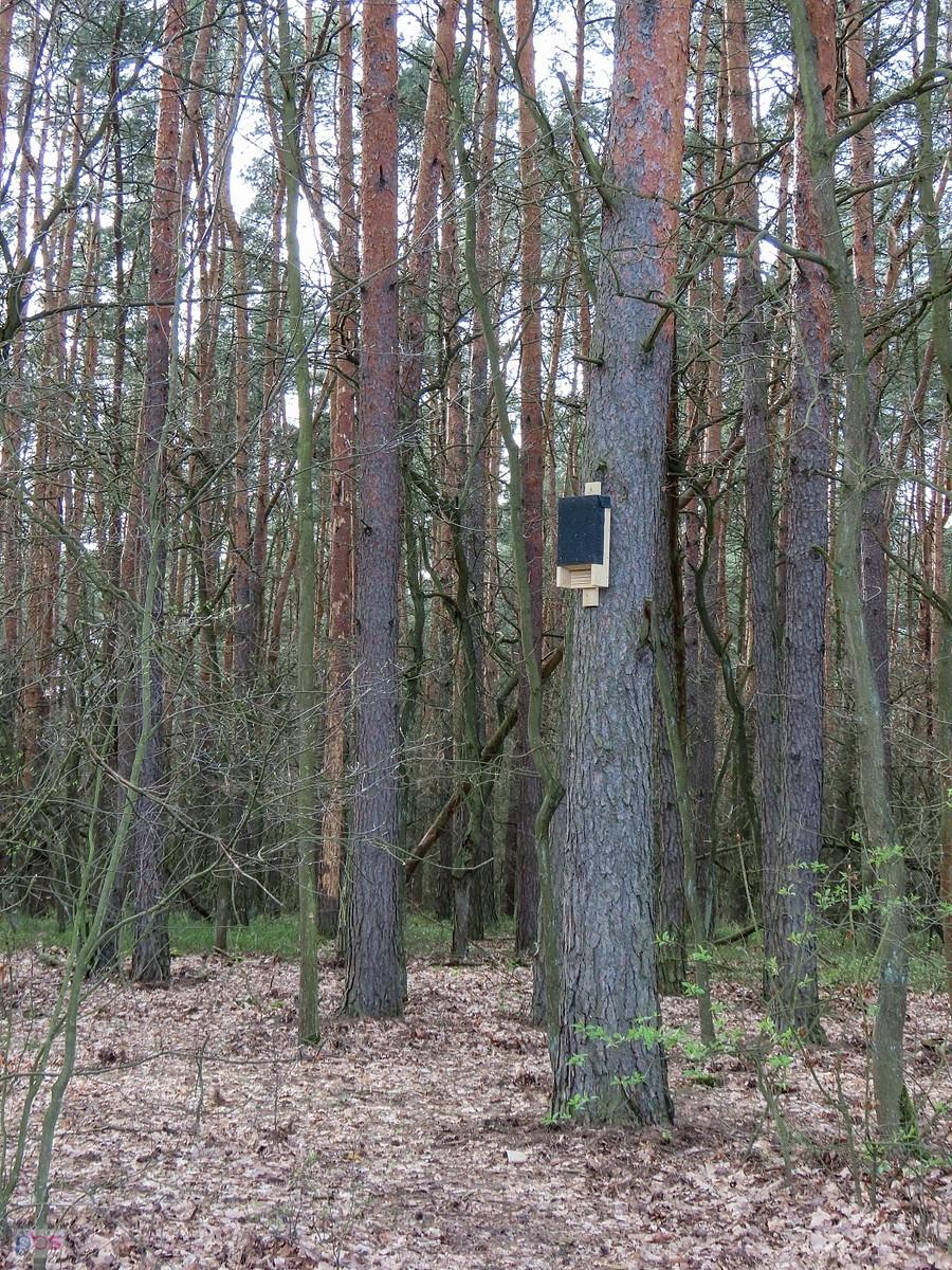 Wokół jeziora Torfy pojawiły się na drzewach dziwne budki