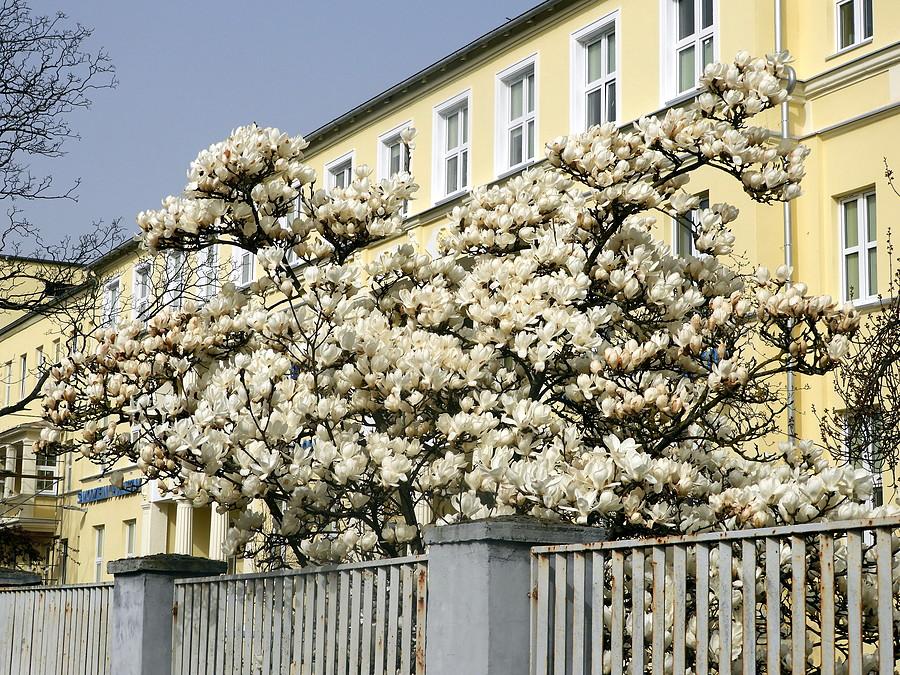 Kwitnąca magnolia pod szpitalem.