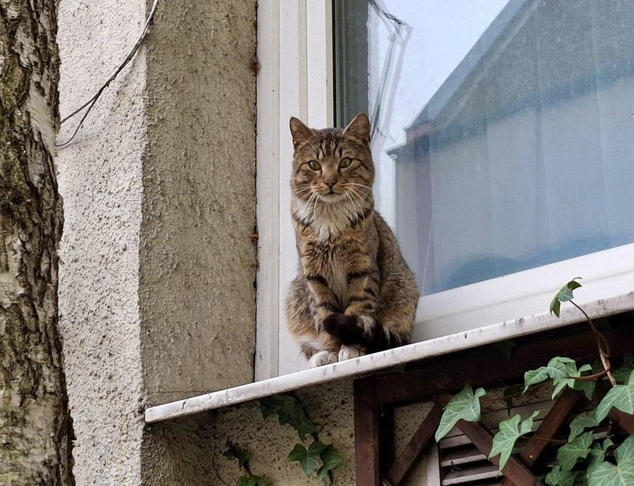 Ciekawski kotek