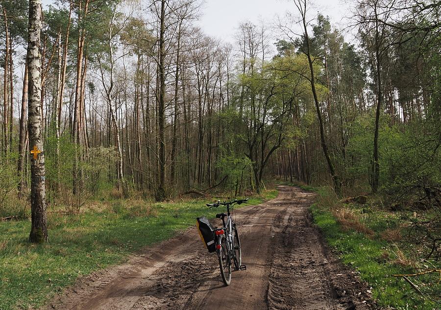 Leśna droga ze Starościna do Tarnawy Rzepińskiej