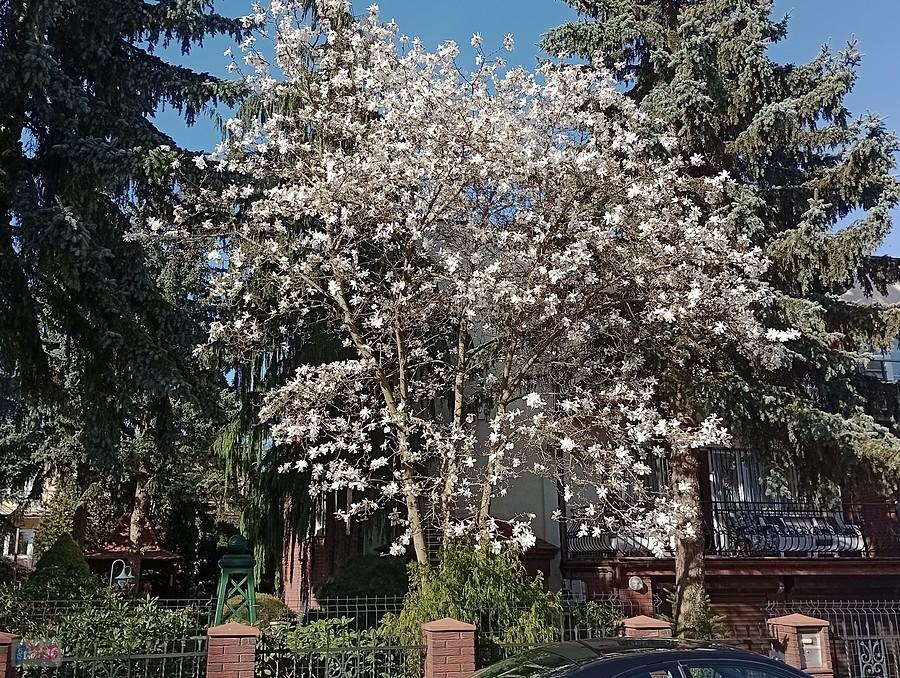 A tu kwitnąca magnolia. Nie byłoby to dziwne, ale jest dopiero marzec