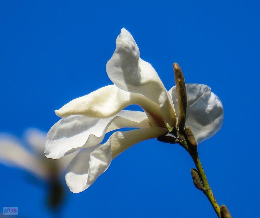 Kwiat magnolii cucumbertree