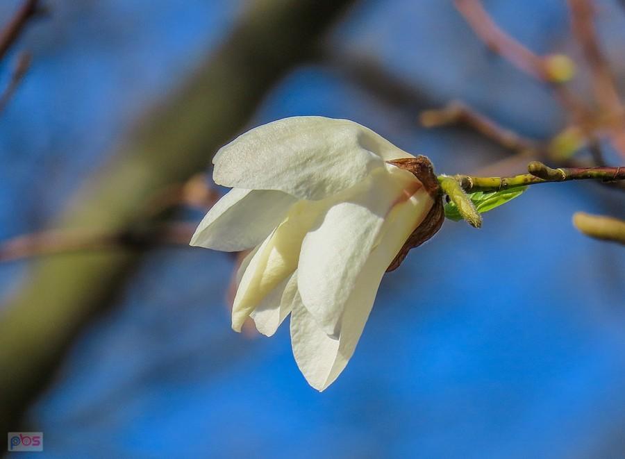 Kwiaty magnolii w każdym stadium rozkwitu są piękne