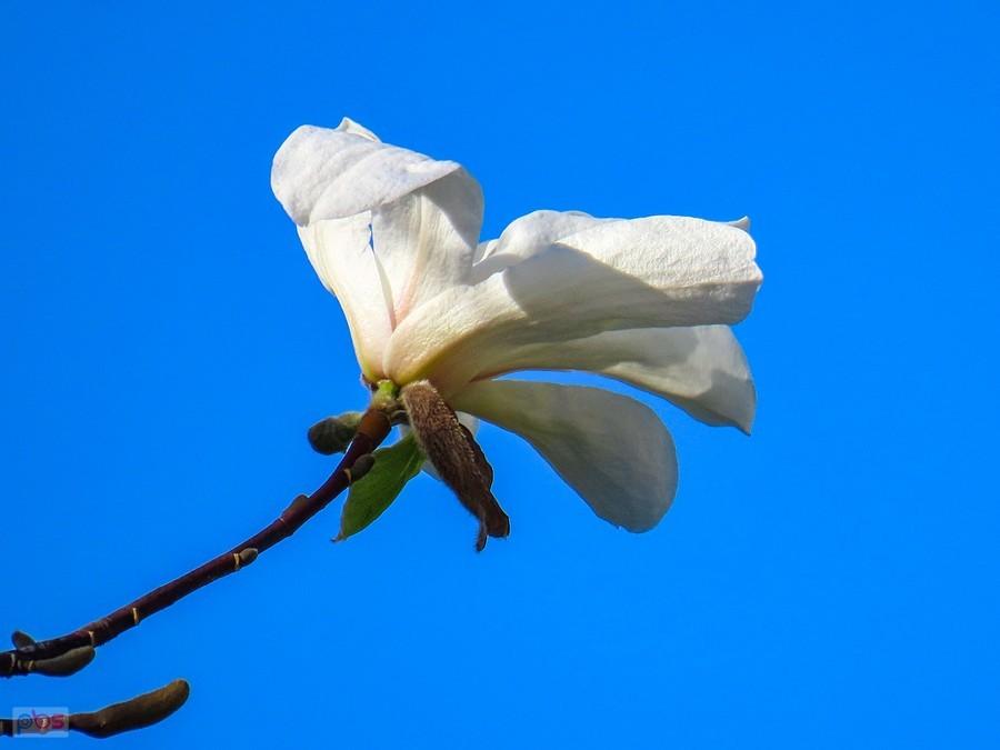 Kwiatek magnolii japońskiej