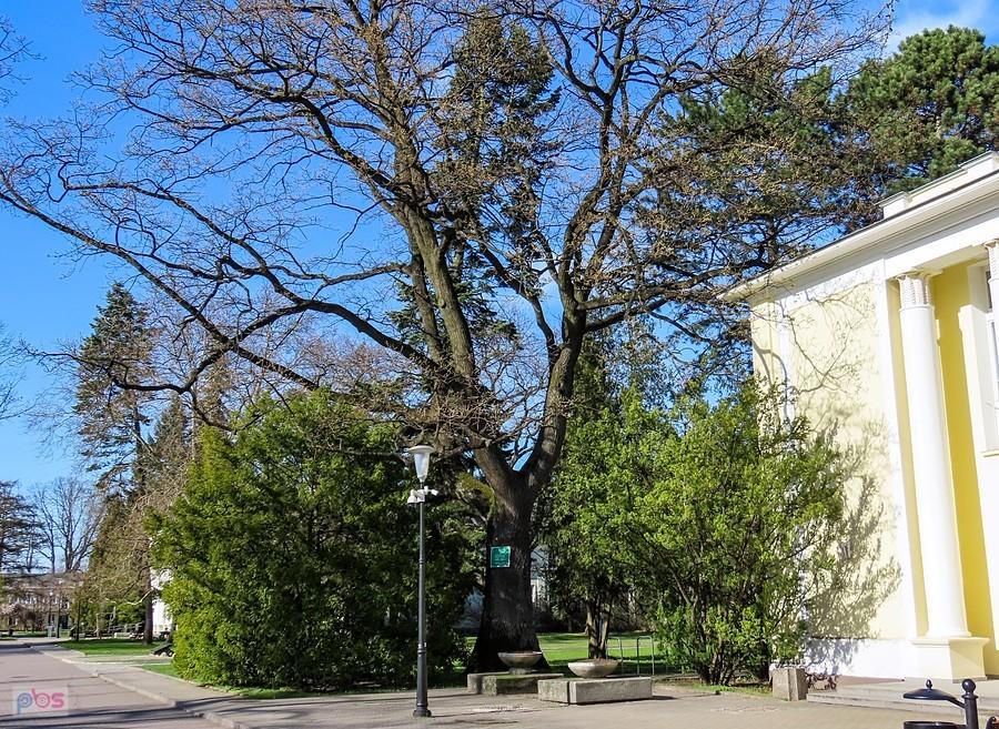 Dąb Józef przy budynku administracji SGGW