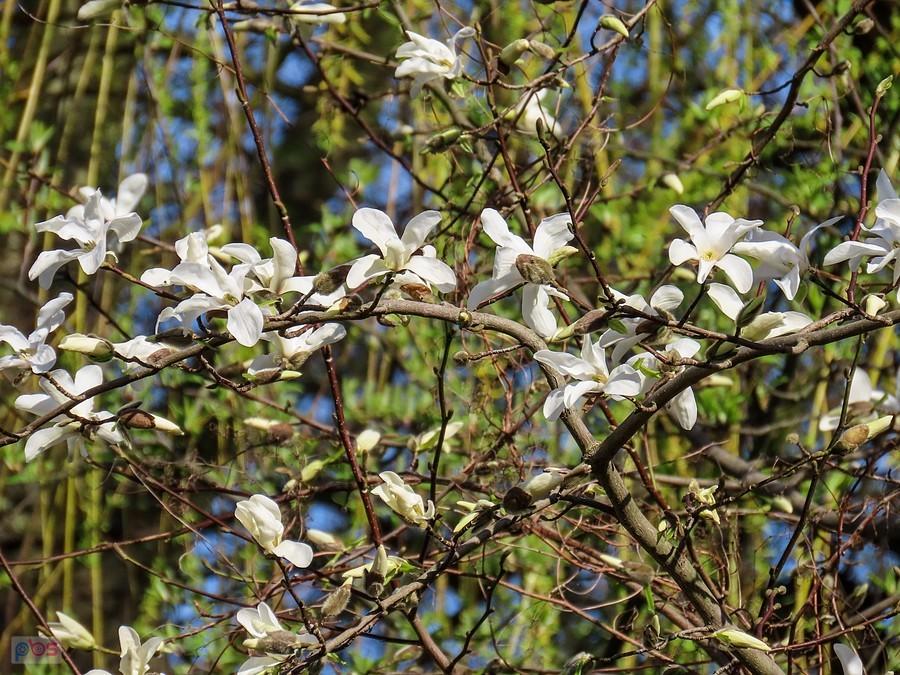 Gałązka magnolii japońskiej