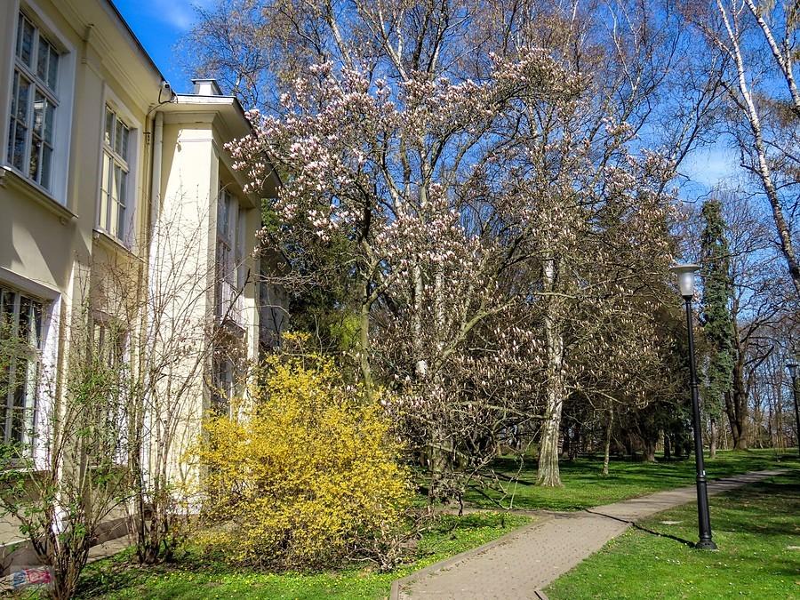 Najokazalsza magnolia na terenie starego kampusu SGGW