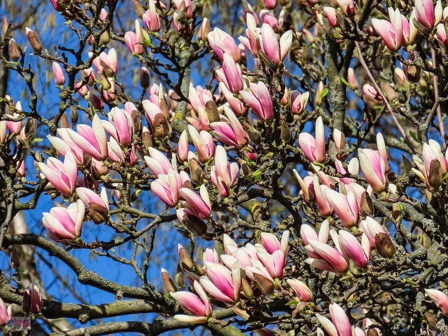 Okazałe kwiaty magnolii