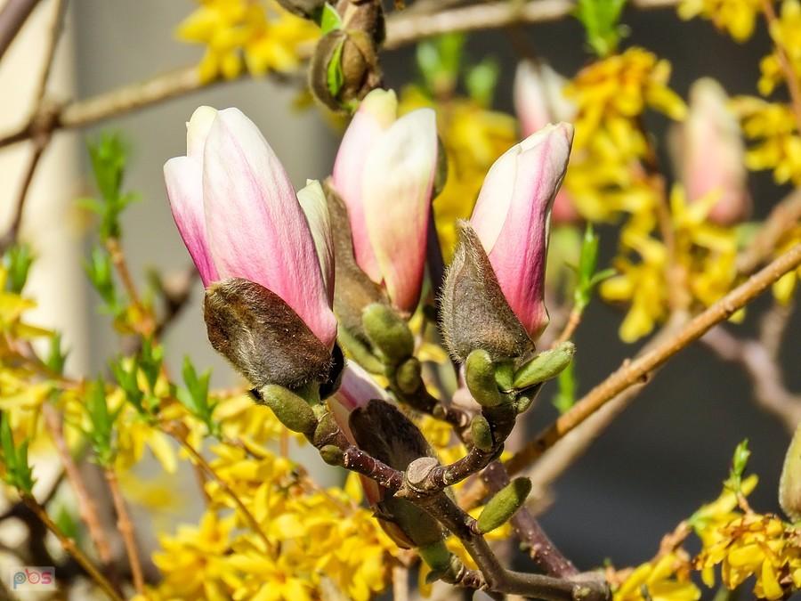 Magnolia i forsycja