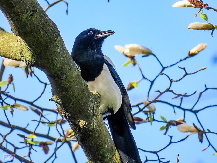 Sroka na magnolii