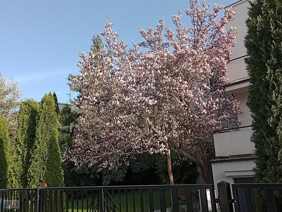Kolejna kwitnąca magnolia na Grotach