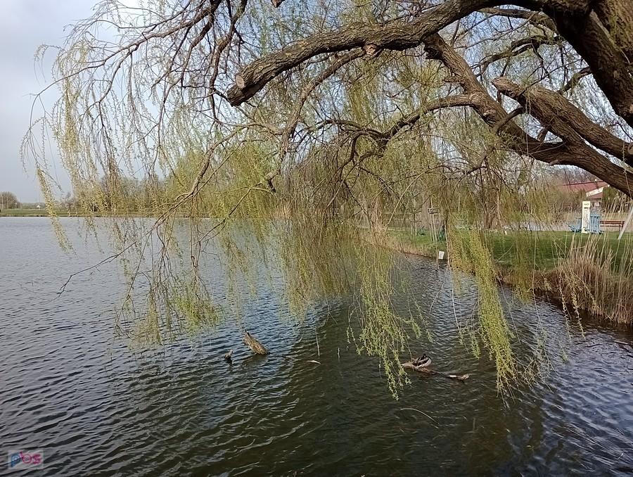 Staw w Zielonkach
