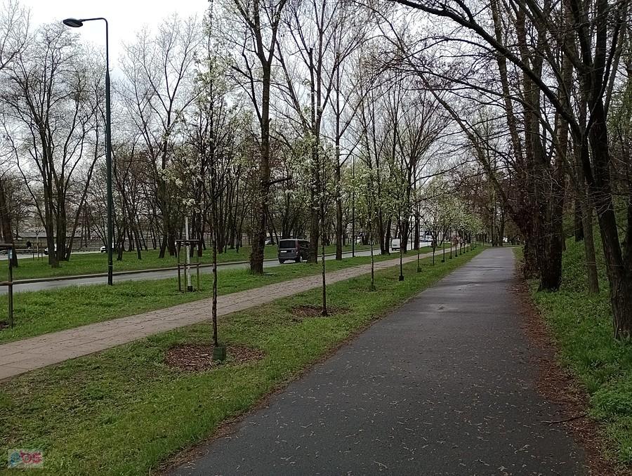 Zakwitły drzewka przy ddr na Radiowej