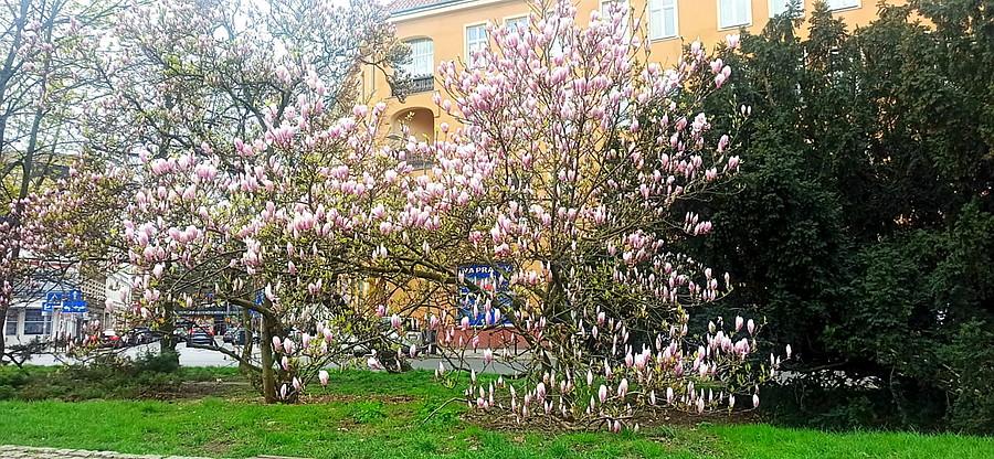 Magnolie z Placu Lotników.