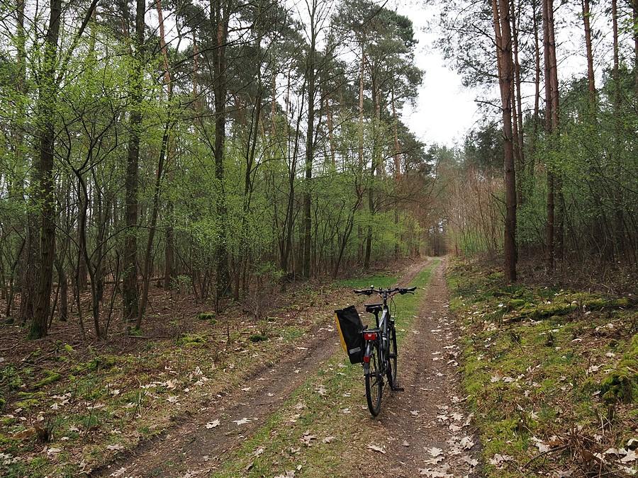 Leśną drogą w kierunku Stawów Ośniańskich