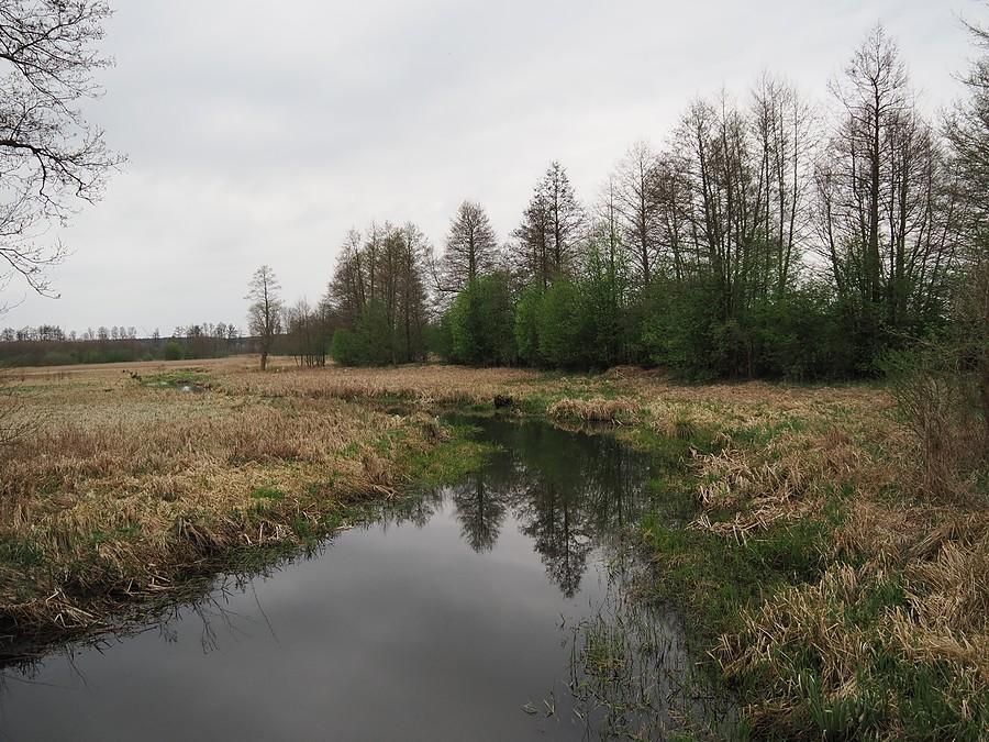 Ilanka pod Starościnem i coraz więcej zieleni