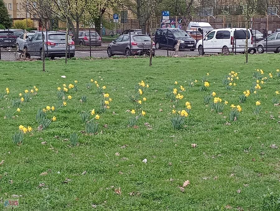Żonkile w parku Górczewska