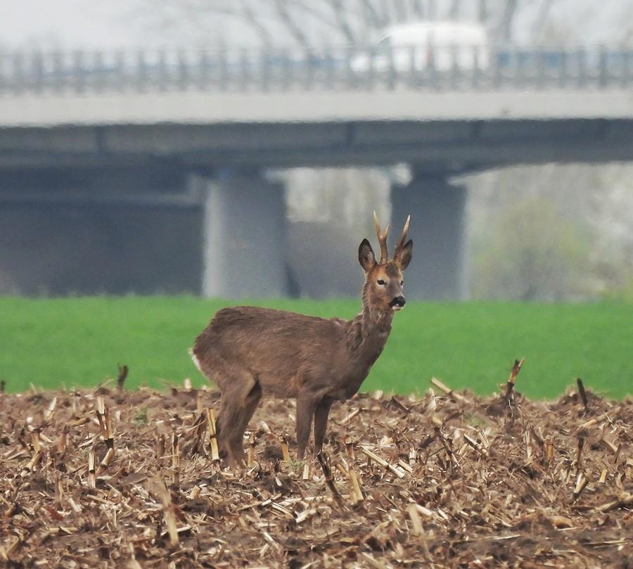 Koziołek przy autostradzie
