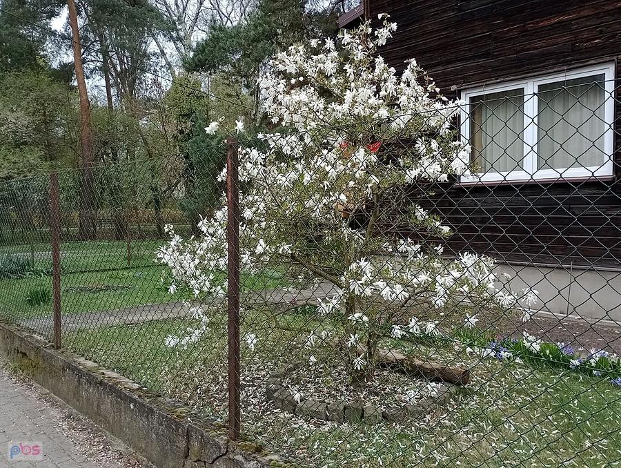Magnolia, tym razem na Boernerowie