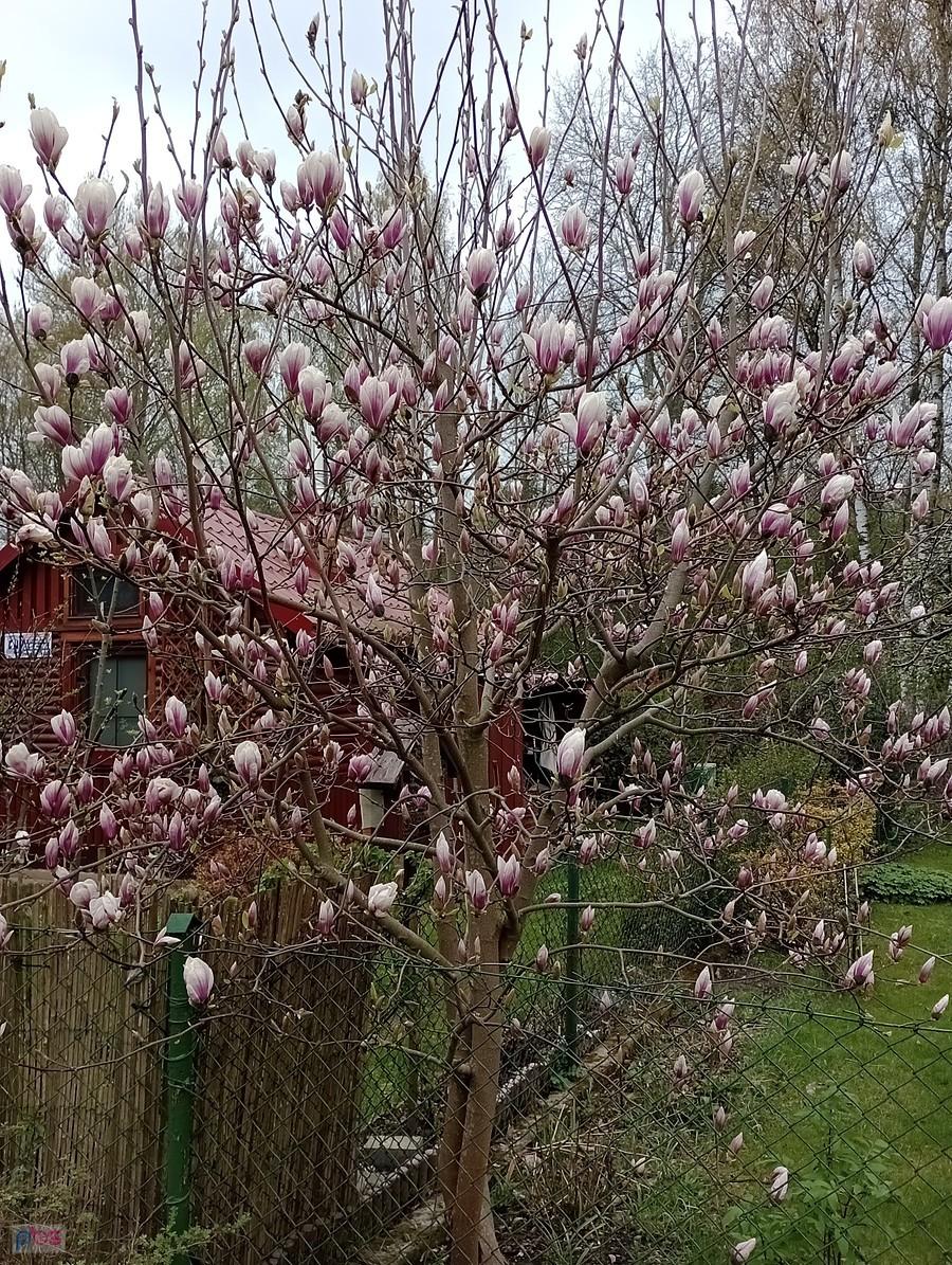 I jeszcze magnolia