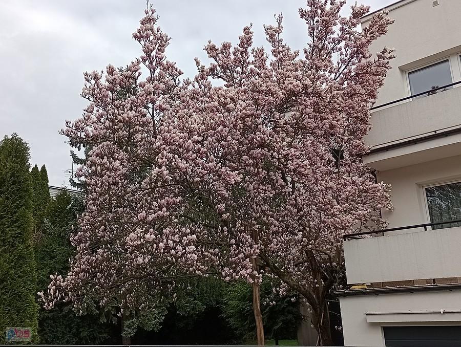 I piękna magnolia na Grotach
