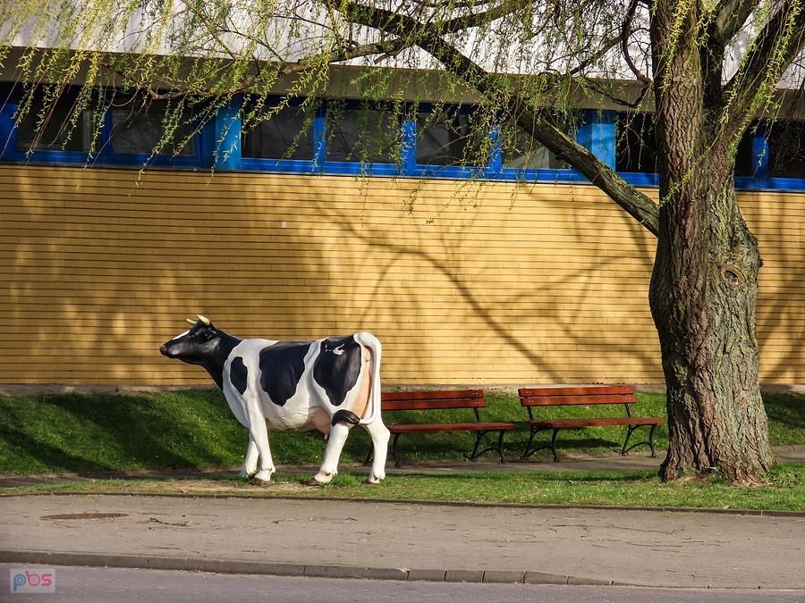 Krówka przechadza się przed Wydziałem Medycyny Weterynaryjnej SGGW
