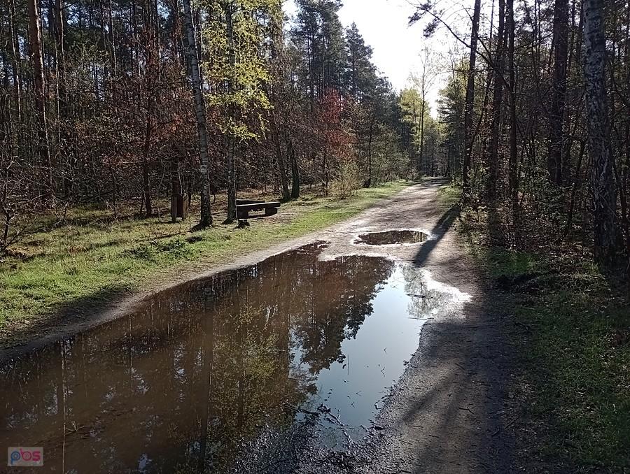 W lesie też sporo kałuż