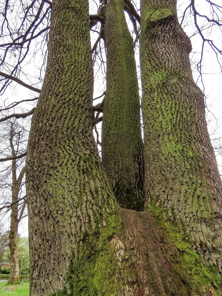 Lipowe trojaczki