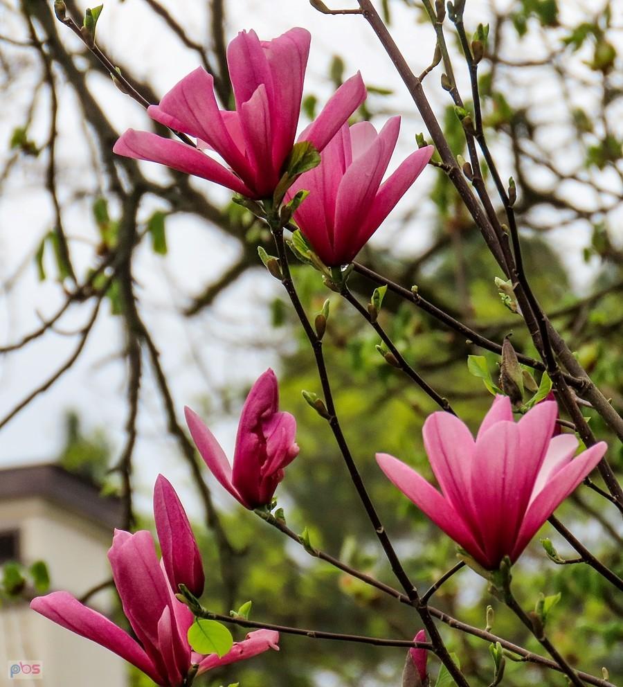 Różowe kwiaty magnolii