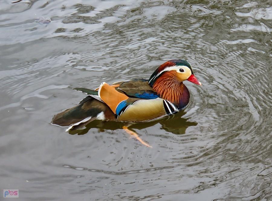 Samotna mandarynka