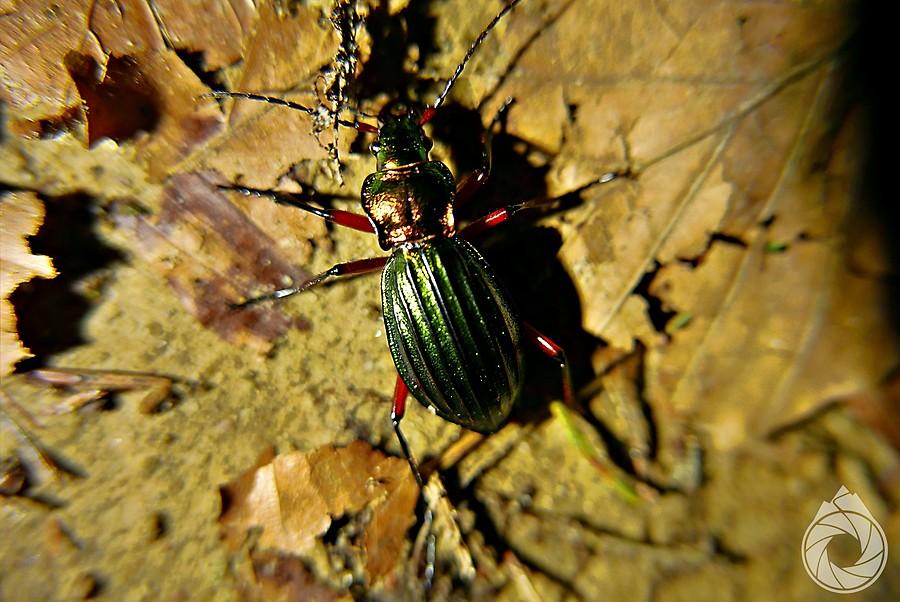 C.auronitens w ściółce