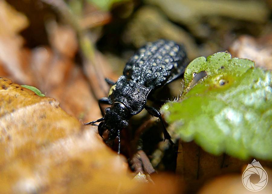 Carabus variolosus jak zawsze kolo strumyka
