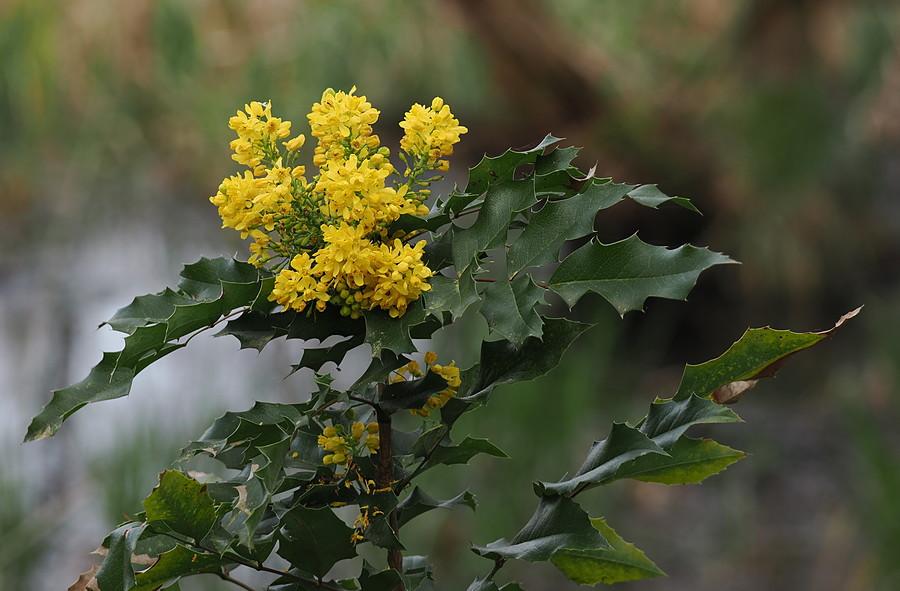 Mahonia pospolita