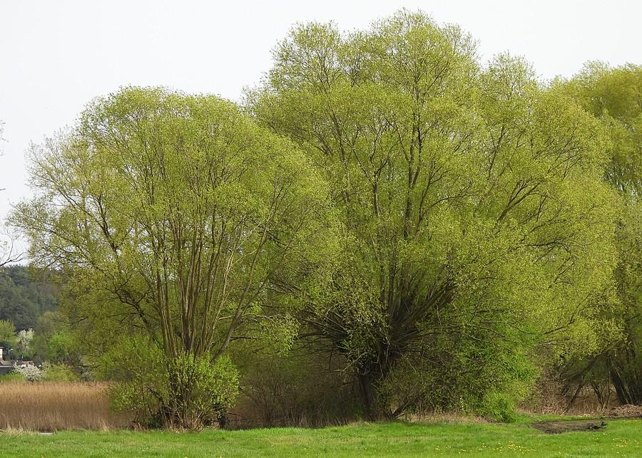 Kwitnące wierzby