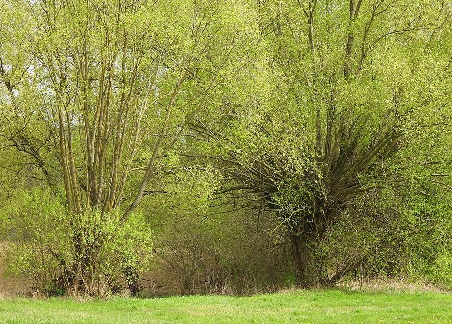 Zbliżenie na wierzby
