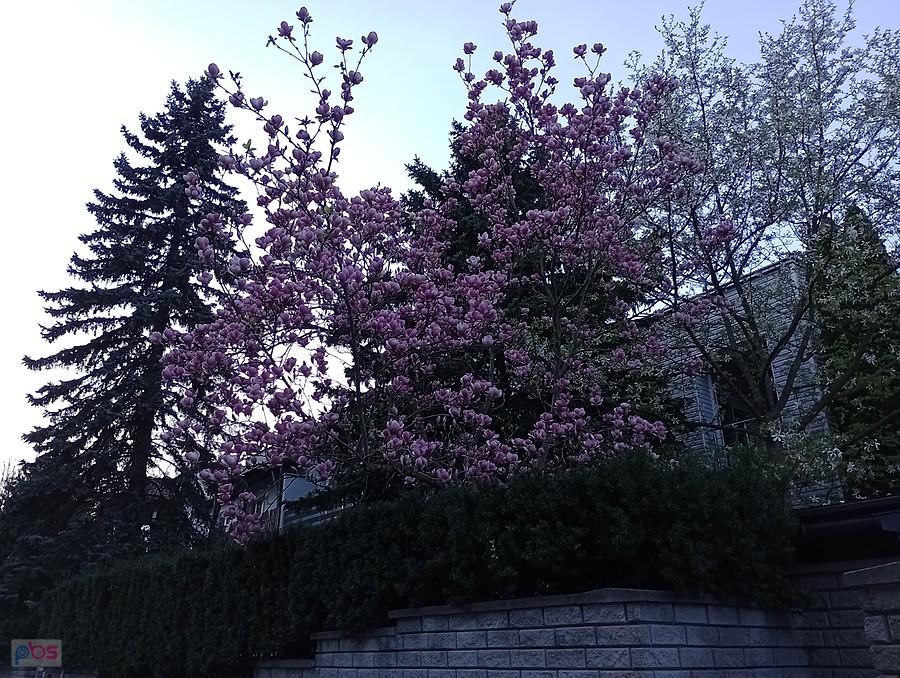 Magnolia na Grotach
