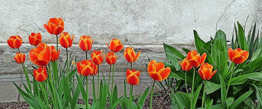 Tulipany