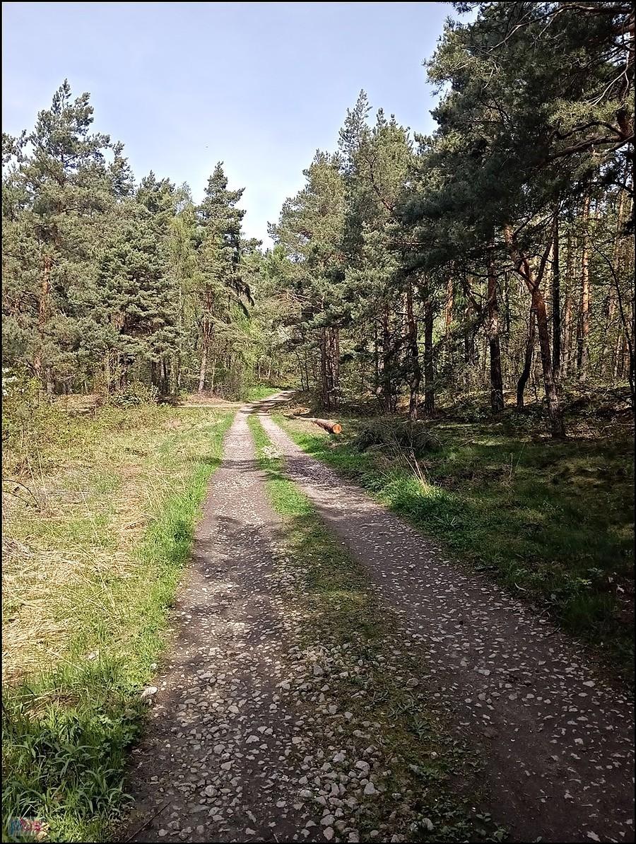 W lesie kwietniowym